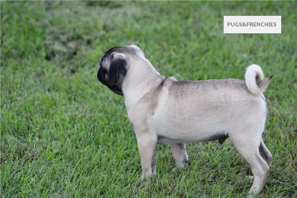 Tedd, Fawn Pug puppy (photo 13)