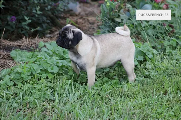 Tedd, Fawn Pug puppy (photo 7)