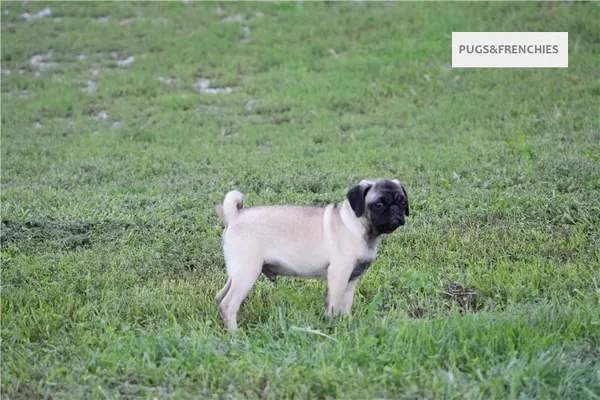 Tedd, Fawn Pug puppy (photo 9)