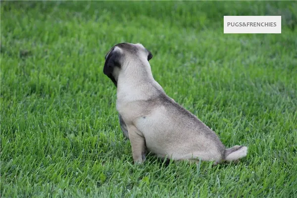 Tedd, Fawn Pug puppy (photo 1)