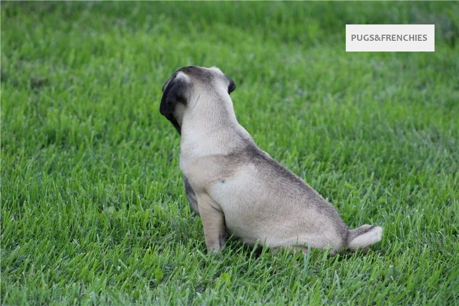 Tedd, Fawn Pug puppy (photo 1)