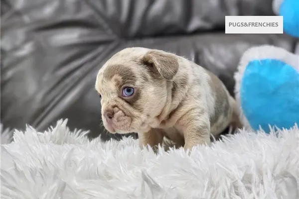 Davis, Isabella and tan merle French Bulldog puppy (photo 3)