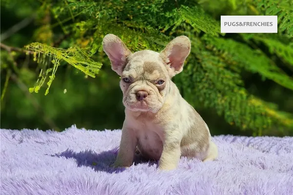 Davis, Isabella and tan merle French Bulldog puppy (photo 15)