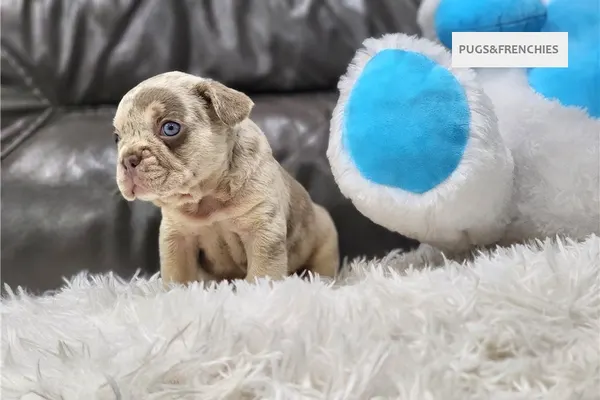 Davis, Isabella and tan merle French Bulldog puppy (photo 12)