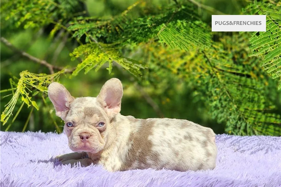 Davis, Isabella and tan merle French Bulldog puppy (photo 1)