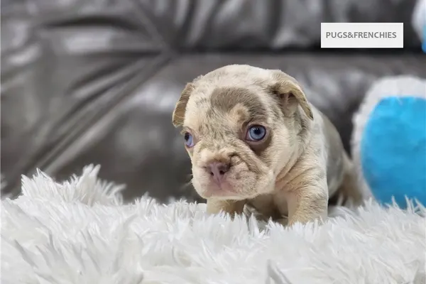 Davis, Isabella and tan merle French Bulldog puppy (photo 10)