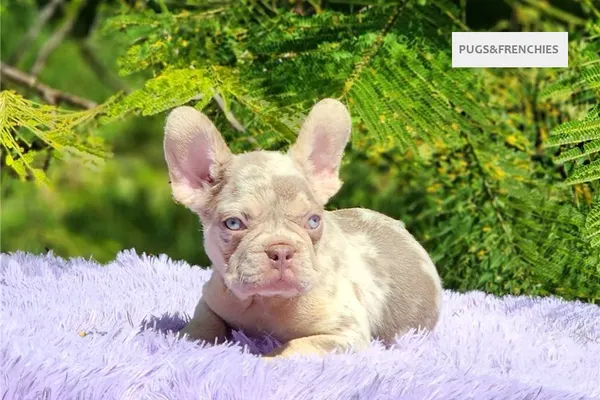 Davis, Isabella and tan merle French Bulldog puppy (photo 11)