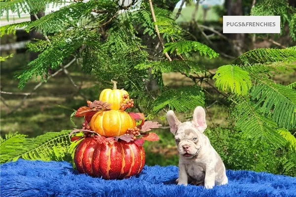 Davis, Isabella and tan merle French Bulldog puppy (photo 6)