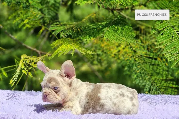Davis, Isabella and tan merle French Bulldog puppy (photo 13)