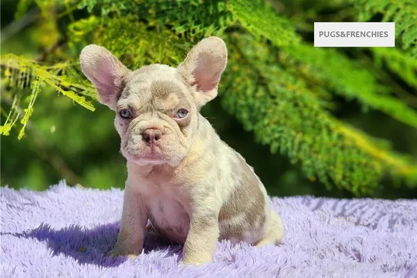 Davis, Isabella and tan merle French Bulldog puppy (photo 9)