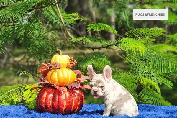 Davis, Isabella and tan merle French Bulldog puppy (photo 5)