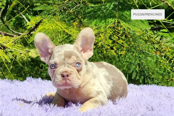 Davis, Isabella and tan merle French Bulldog puppy (photo 7)