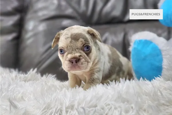 Davis, Isabella and tan merle French Bulldog puppy (photo 14)