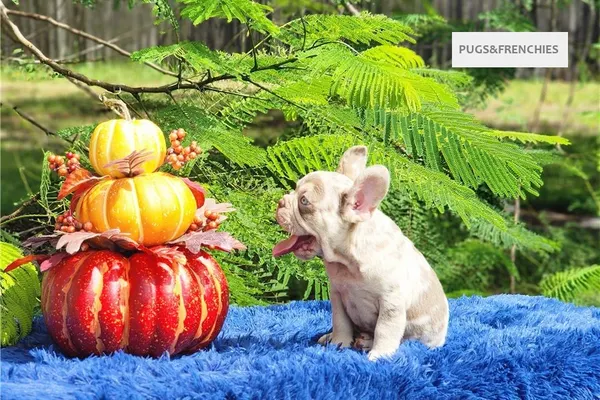 Davis, Isabella and tan merle French Bulldog puppy (photo 8)