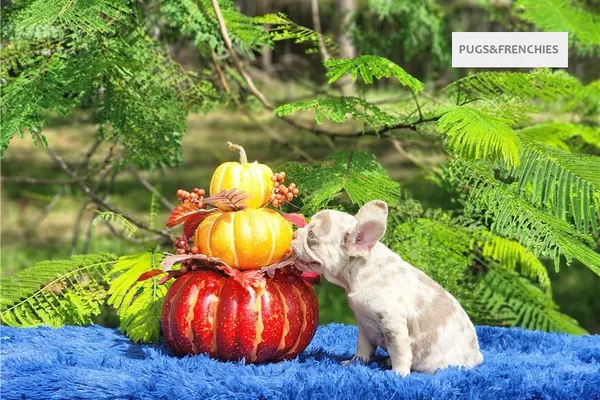 Davis, Isabella and tan merle French Bulldog puppy (photo 4)