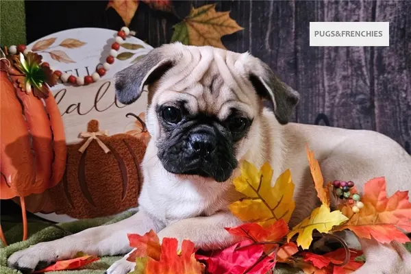 Vino, Fawn Pug puppy (photo 7)