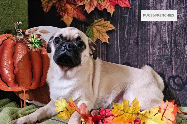 Vino, Fawn Pug puppy (photo 4)