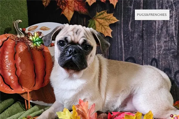 Vino, Fawn Pug puppy (photo 9)