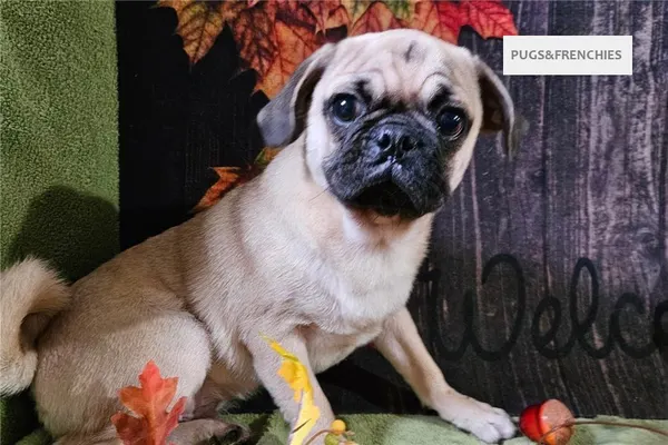 Vino, Fawn Pug puppy (photo 1)