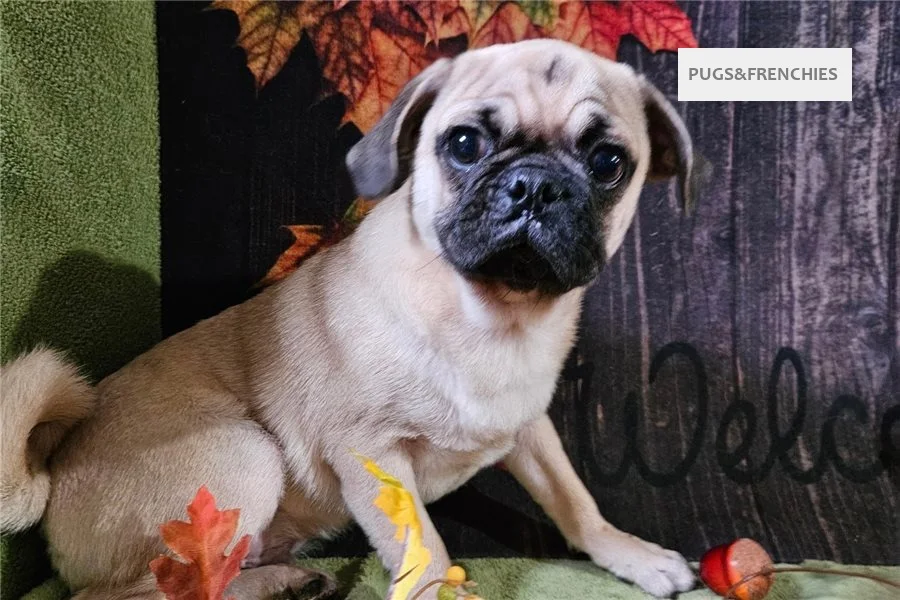Vino, Fawn Pug puppy (photo 1)