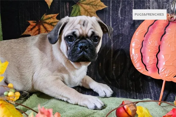 Vino, Fawn Pug puppy (photo 6)
