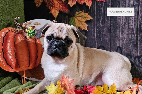 Vino, Fawn Pug puppy (photo 3)