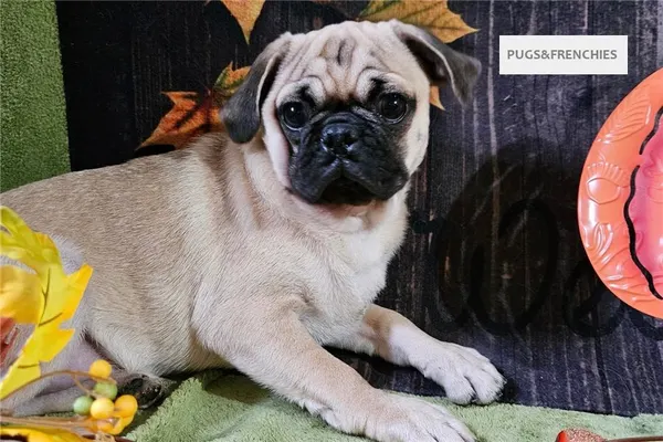 Vino, Fawn Pug puppy (photo 5)