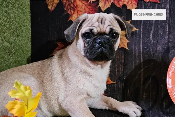 Vino, Fawn Pug puppy (photo 2)
