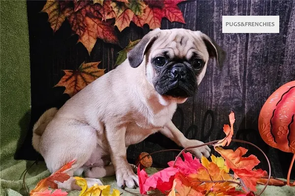 Vino, Fawn Pug puppy (photo 8)