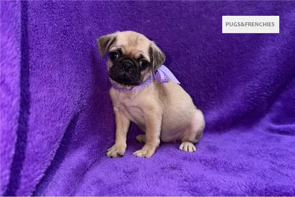 Velvet, Fawn Pug puppy (photo 8)
