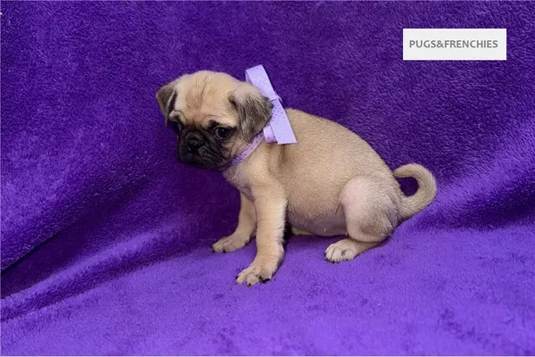 Velvet, Fawn Pug puppy (photo 1)