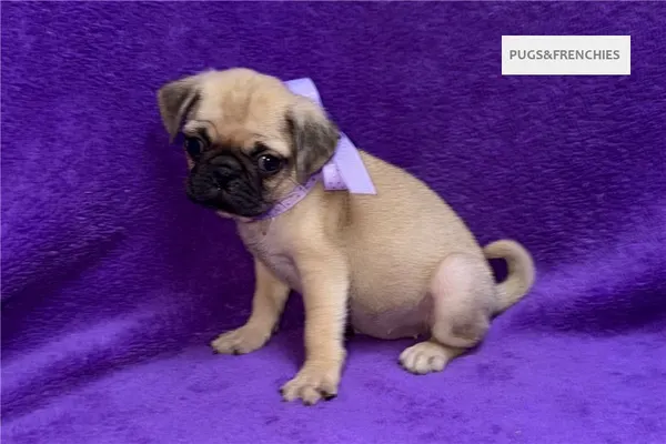Velvet, Fawn Pug puppy (photo 2)