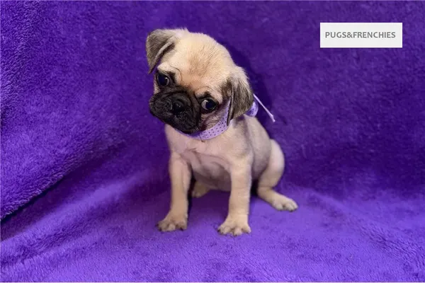 Velvet, Fawn Pug puppy (photo 7)