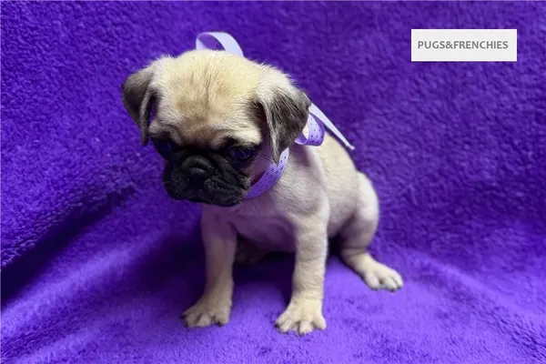 Velvet, Fawn Pug puppy (photo 3)