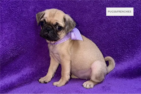 Velvet, Fawn Pug puppy (photo 9)