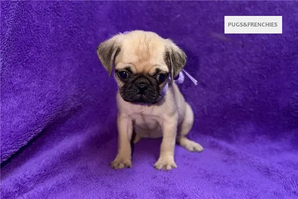 Velvet, Fawn Pug puppy (photo 4)