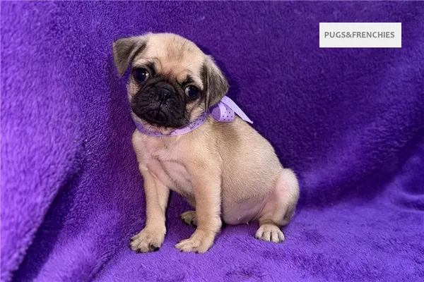 Velvet, Fawn Pug puppy (photo 6)