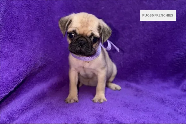 Velvet, Fawn Pug puppy (photo 5)