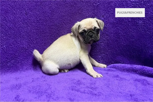 Velma, Fawn Pug puppy (photo 6)