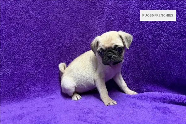 Velma, Fawn Pug puppy (photo 5)