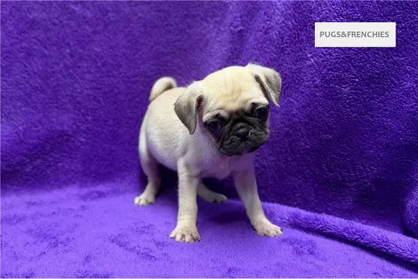 Velma, Fawn Pug puppy (photo 3)
