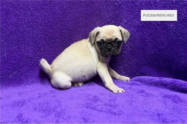 Velma, Fawn Pug puppy (photo 1)
