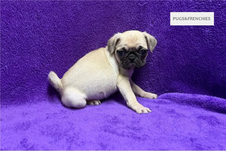 Velma, Fawn Pug puppy (photo 1)