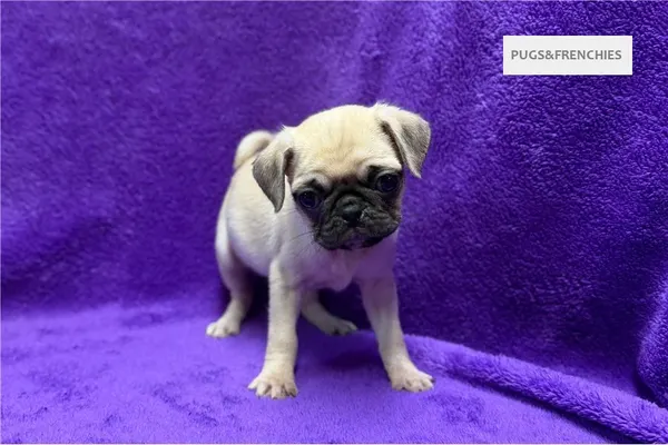 Velma, Fawn Pug puppy (photo 7)