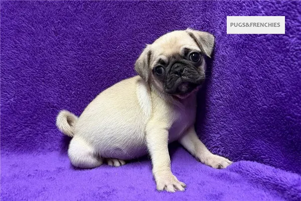 Velma, Fawn Pug puppy (photo 4)