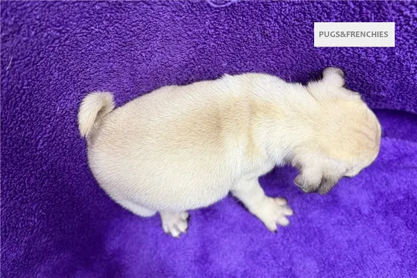 Velma, Fawn Pug puppy (photo 2)