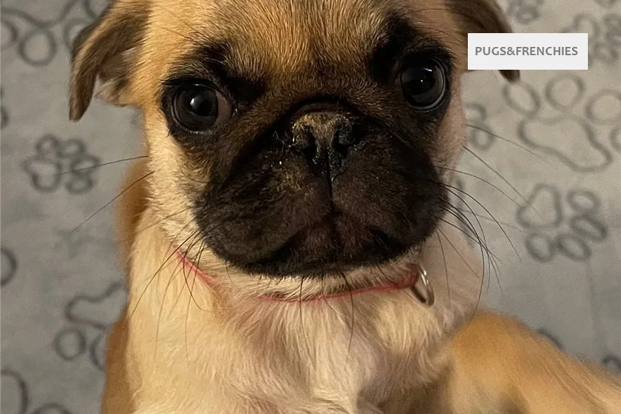 Cece, Chocolate Pug puppy (photo 1)