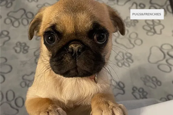 Cece, Chocolate Pug puppy (photo 5)