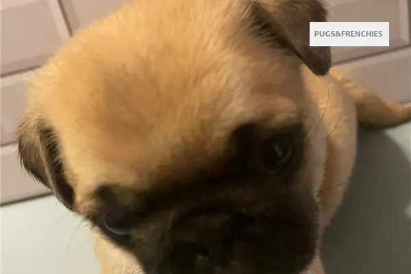 Cece, Chocolate Pug puppy (photo 4)