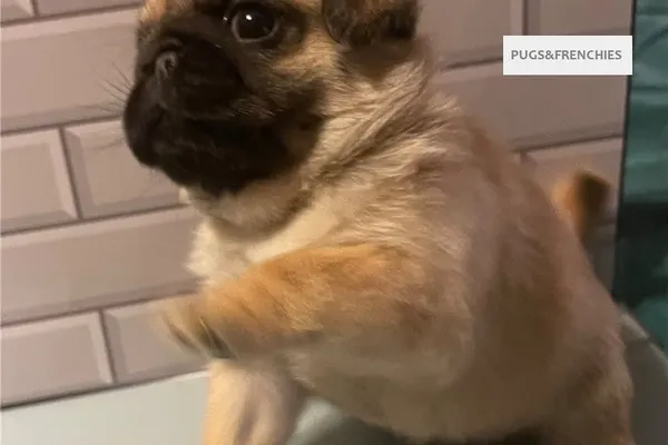 Cece, Chocolate Pug puppy (photo 2)